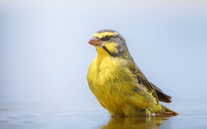 Yellow canary, what to feed a canary diet guide