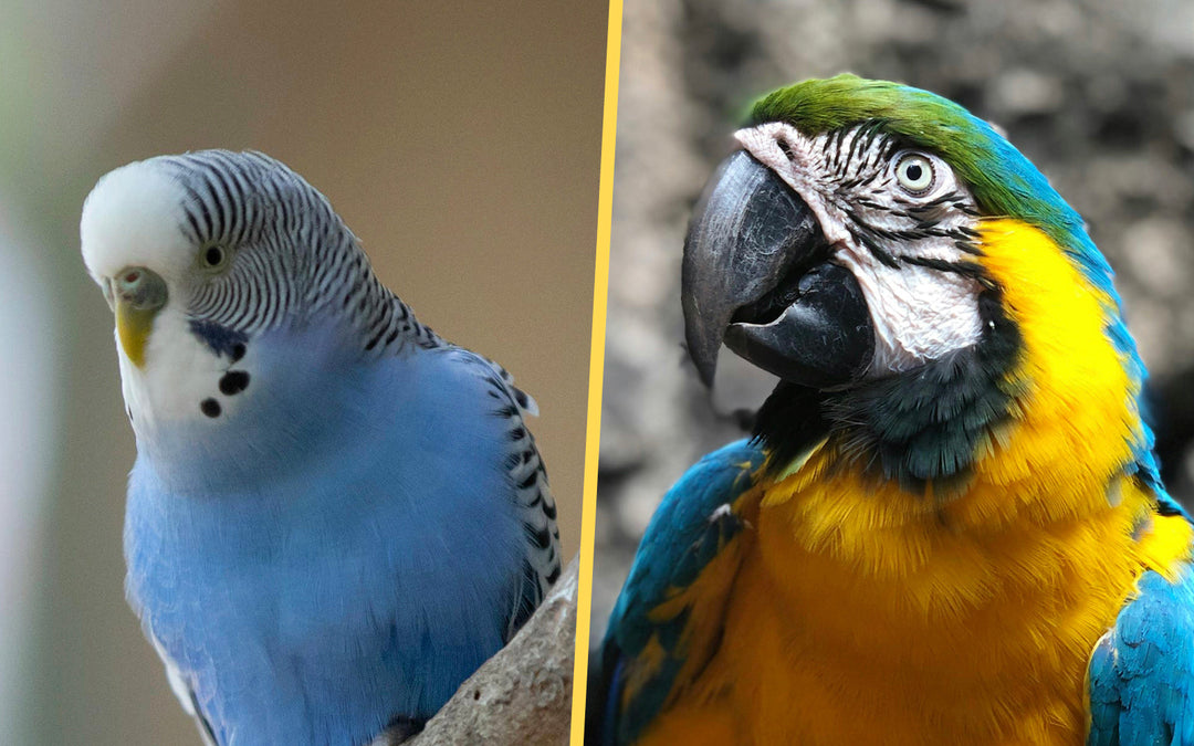 Bird Feeder Size Guide: From Budgies to Macaws