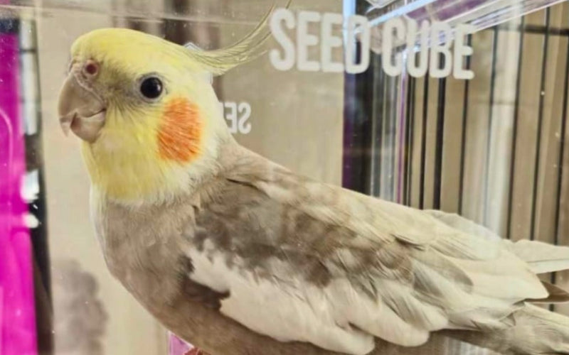 Cockatiel close-up at a Small Seed Cube no-mess feeder, what to feed a cockatiel diet guide
