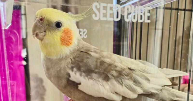 Cockatiel close-up at a Small Seed Cube no-mess feeder, what to feed a cockatiel diet guide