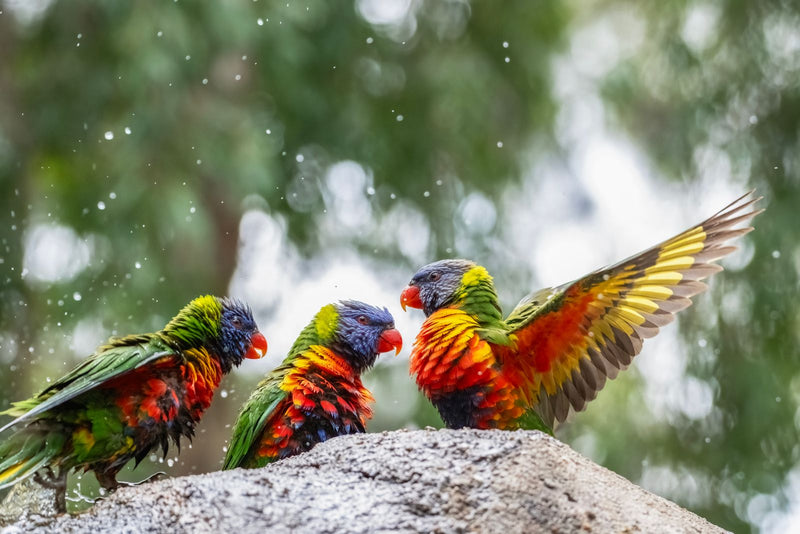Three rainbow lorikeets gathered together on a rock