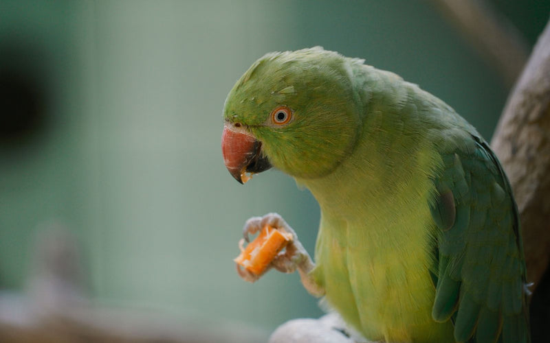 Parakeet eating fresh fruit as part of a varied diet