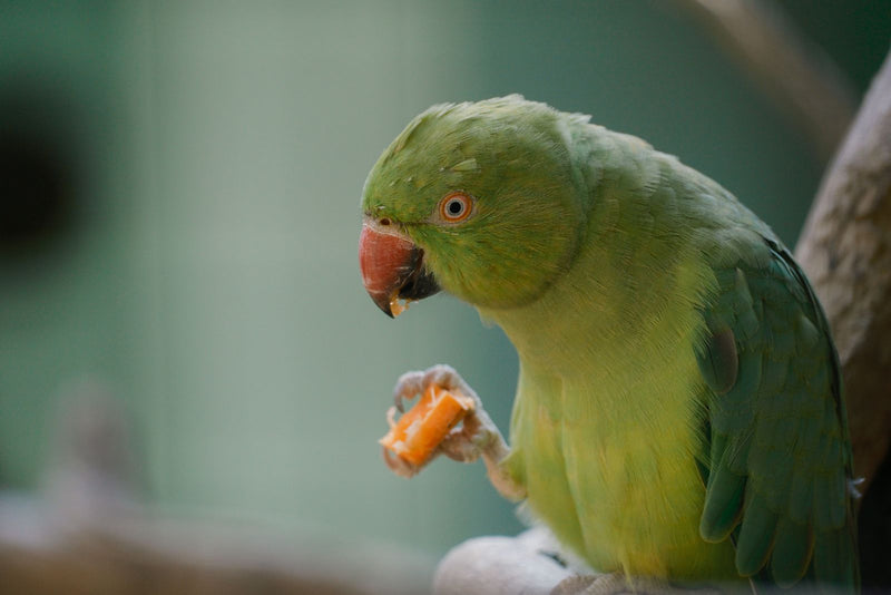 Parakeet eating fresh fruit as part of a varied diet
