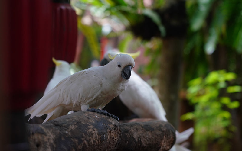 Pair of sulphur-crested cockatoos perched, large parrots suited to the Seed Cube no-mess feeder