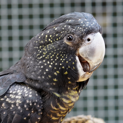 Black Cockatoo
