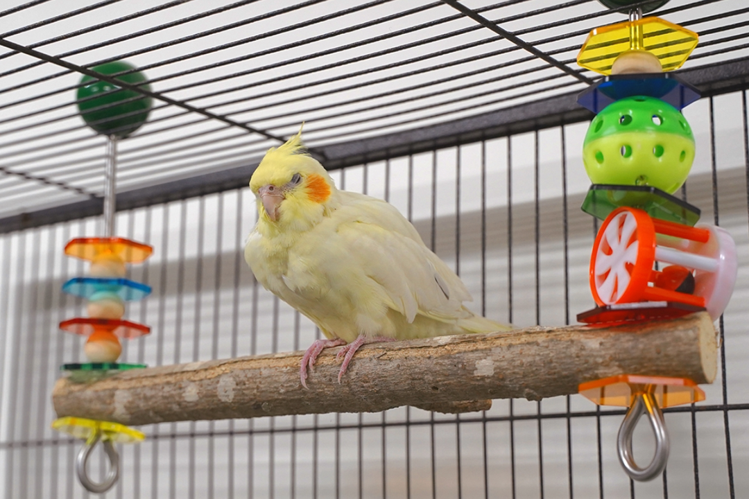 Birdie bar in use by cockatiel, using 2 birdie bars to create a perch for enrichment