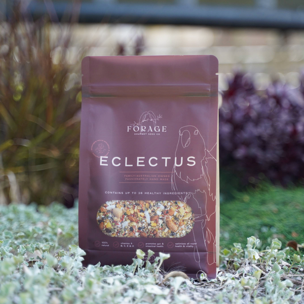 Forage Gourmet Seed - Eclectus Specialty Blend