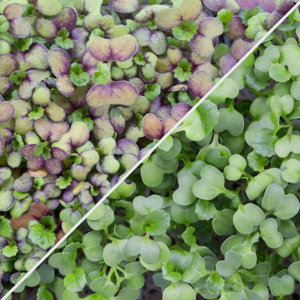Micropod Build & Balance Microgreens-Microgreens-Seed Cube