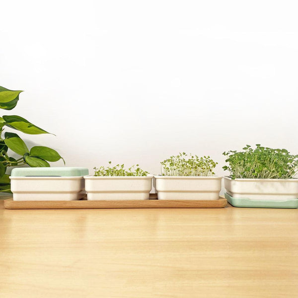 Micropod Continuous Grow Kit-Microgreens-Seed Cube