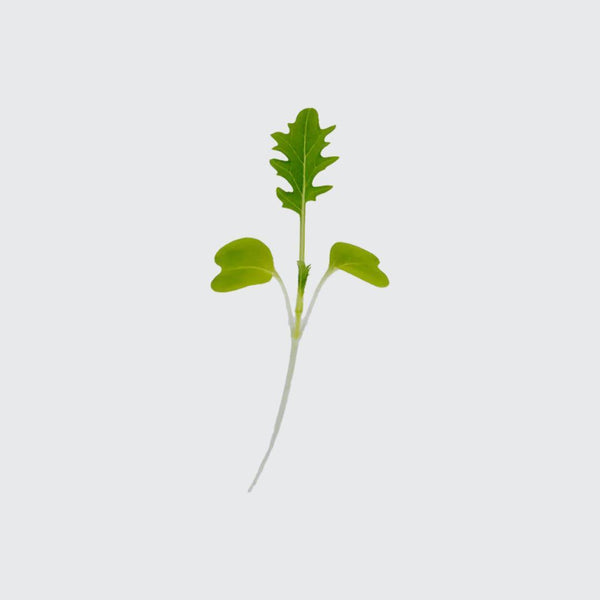 Micropod Mizuna Seed Kit-Microgreens-Seed Cube