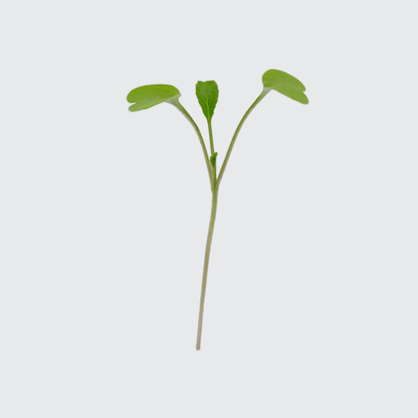 Micropod Pak Choi Seed Kit-Microgreens-Seed Cube