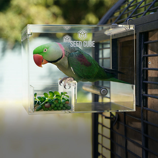 Alexandrine In Seed Cube No Mess Bird Feeder