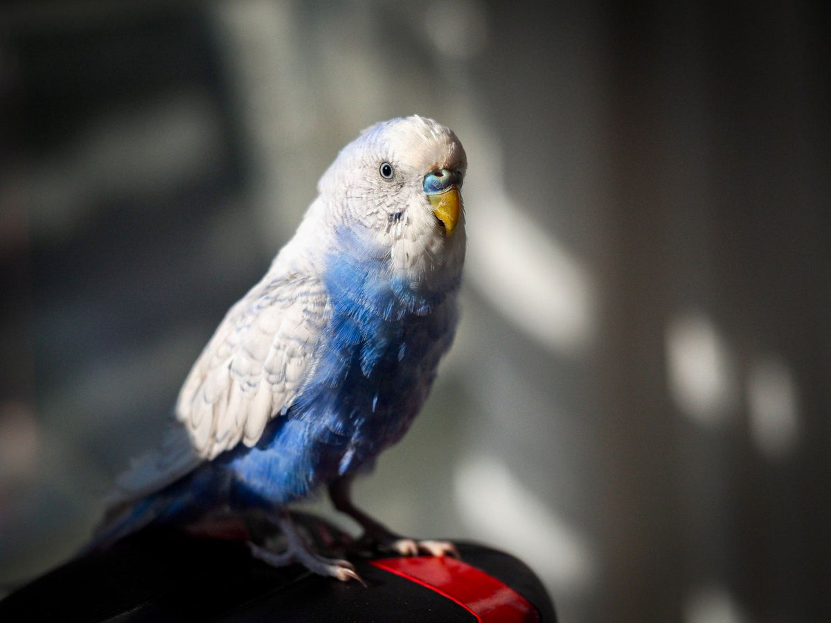 Blue and white budgerigar, close up portrait