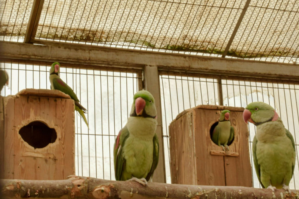 Alexandrine parrots perched under the shade cloth roof of a covered outdoor aviary