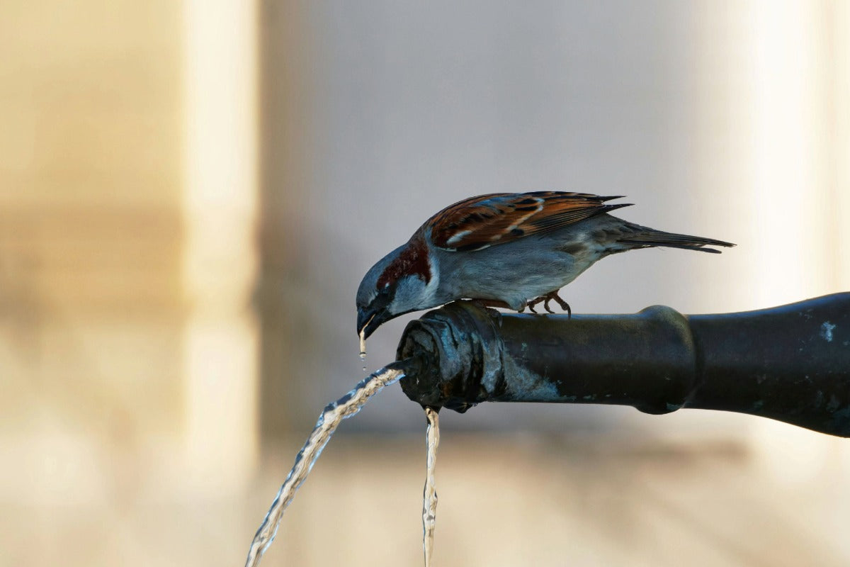 Small wild bird drinking from a running water spout