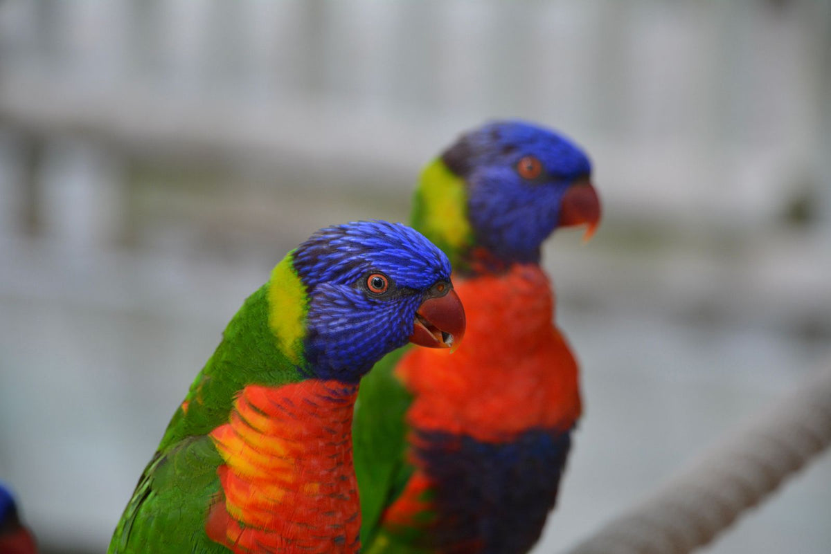 Two rainbow lorikeets perched closely together