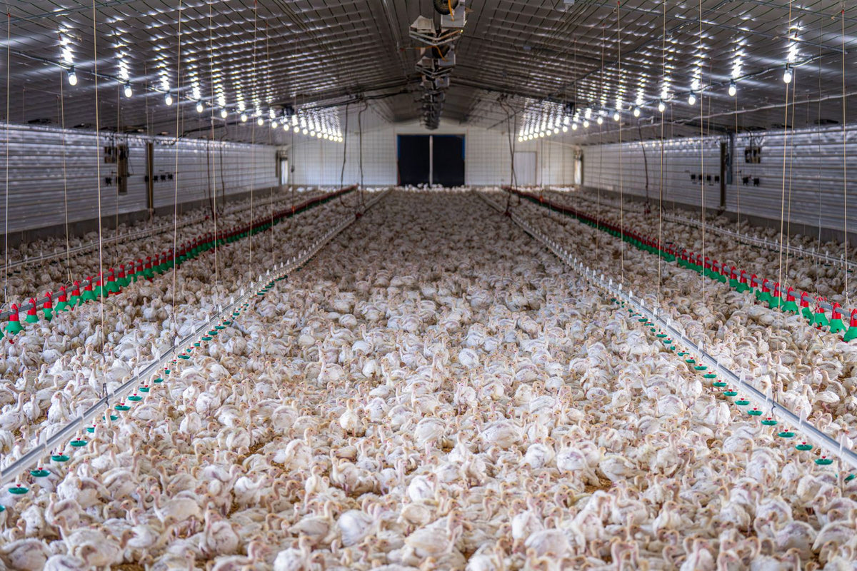 Commercial poultry shed full of chickens