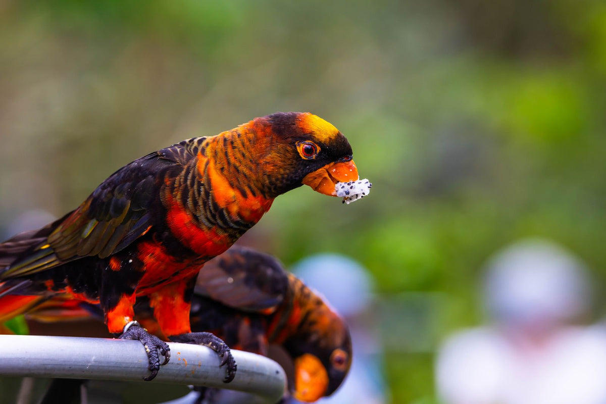 Two dusky lories feeding together on a rail