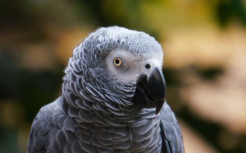 African grey parrot front-on portrait, what to feed an African grey diet guide