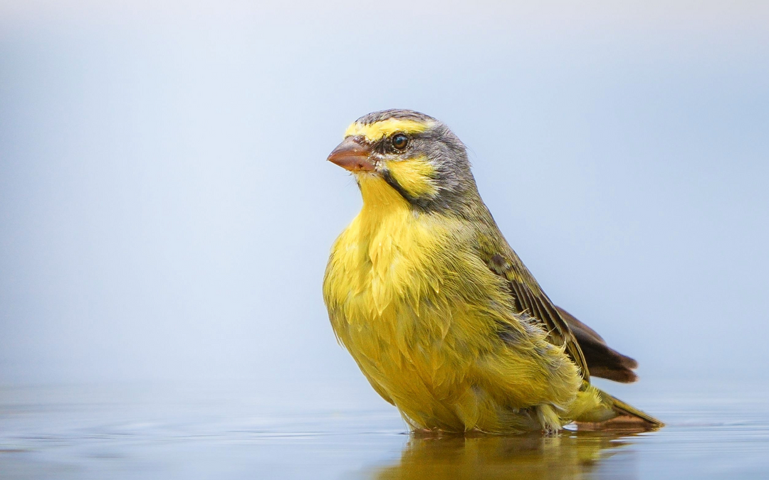 Yellow canary, what to feed a canary diet guide