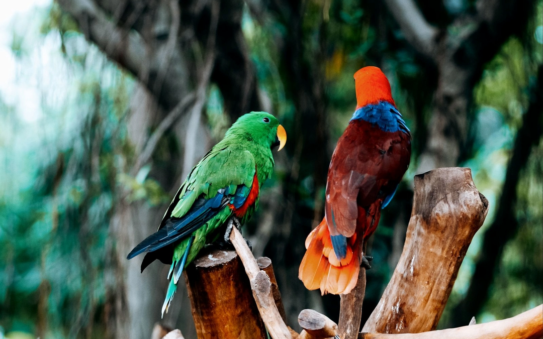 Male vs Female Eclectus: How to Tell Them Apart