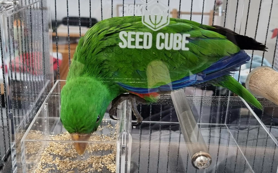 Eclectus Toe-Tapping and Wing-Flipping: Causes and the Diet Fix