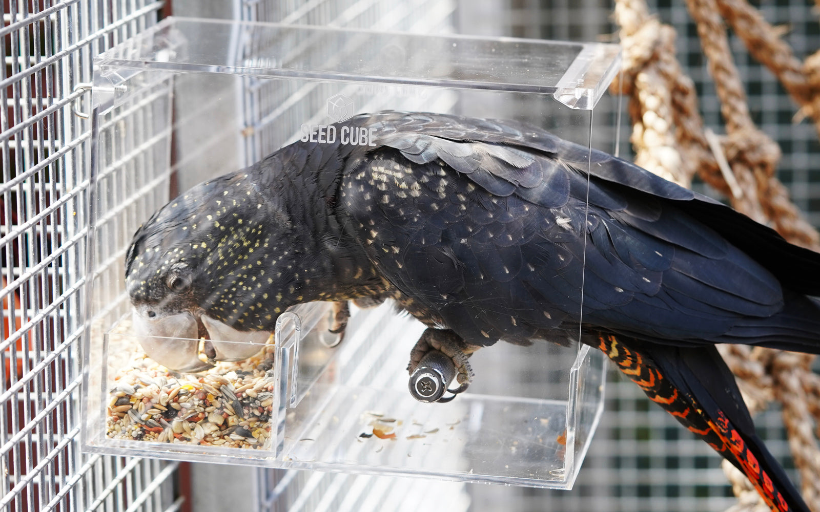 Cockatiel perched at the opening of a clear acrylic Seed Cube bird feeder mounted on a cage