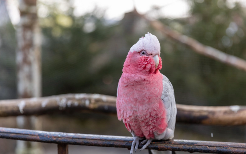 What to Feed a Galah: A Complete Diet Guide