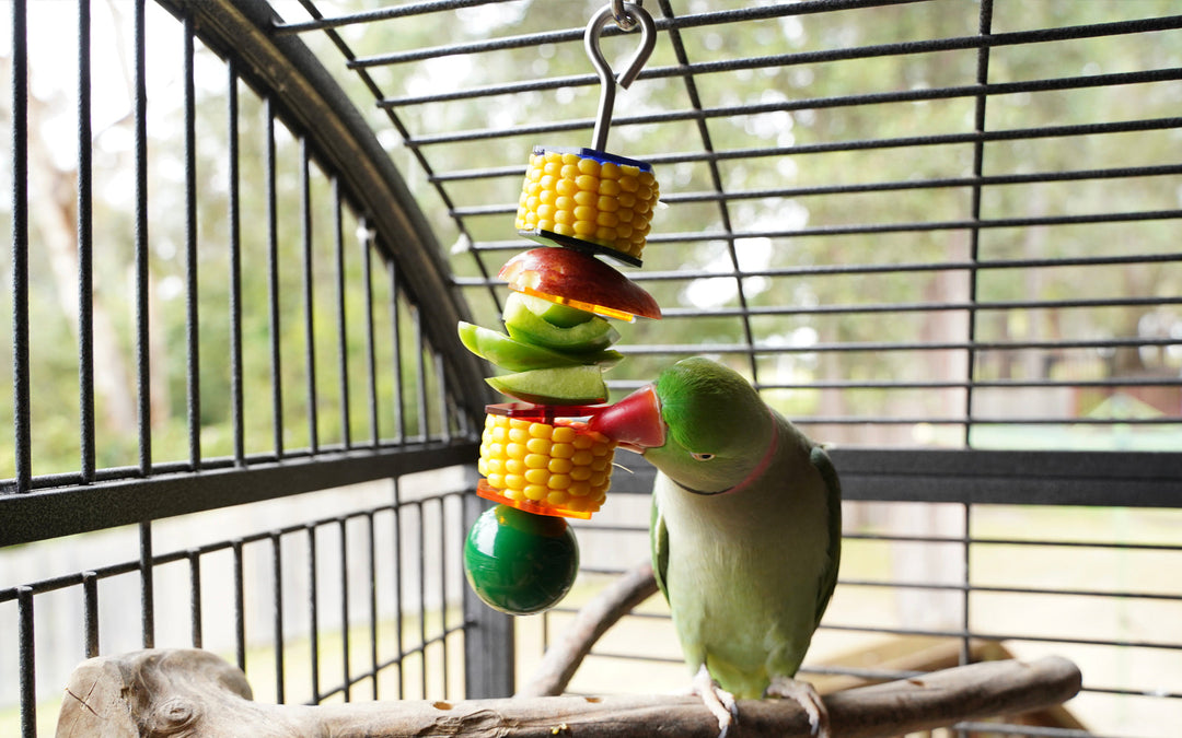 High Quality Bird Toys: An Enrichment Toy That Lasts