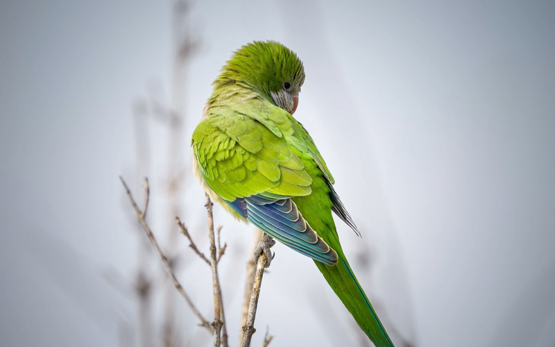 What to Feed a Quaker Parrot: A Complete Diet Guide