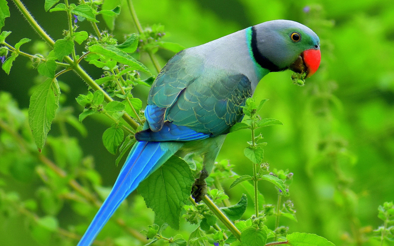 What to Feed an Indian Ringneck: A Complete Diet Guide
