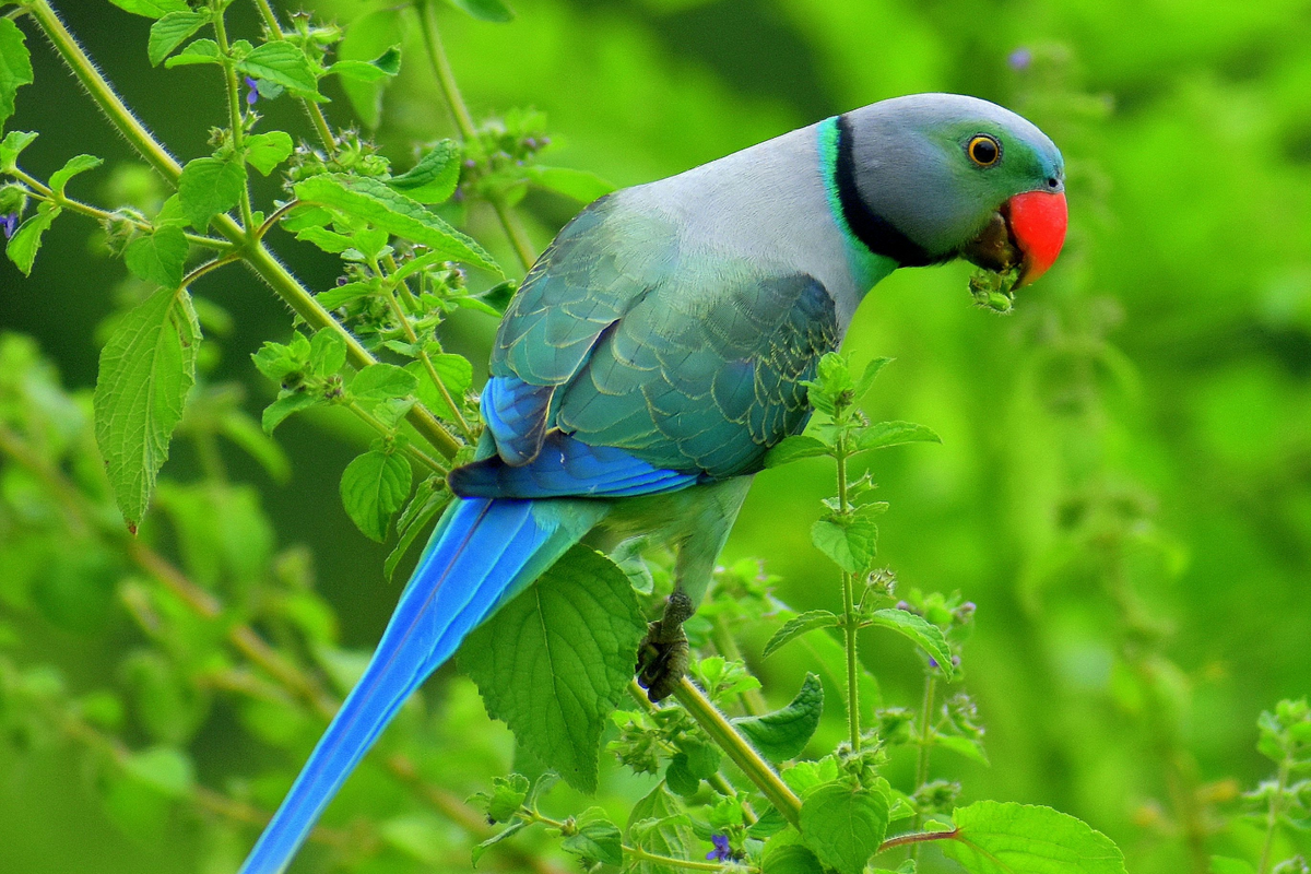 What to Feed an Indian Ringneck: A Complete Diet Guide