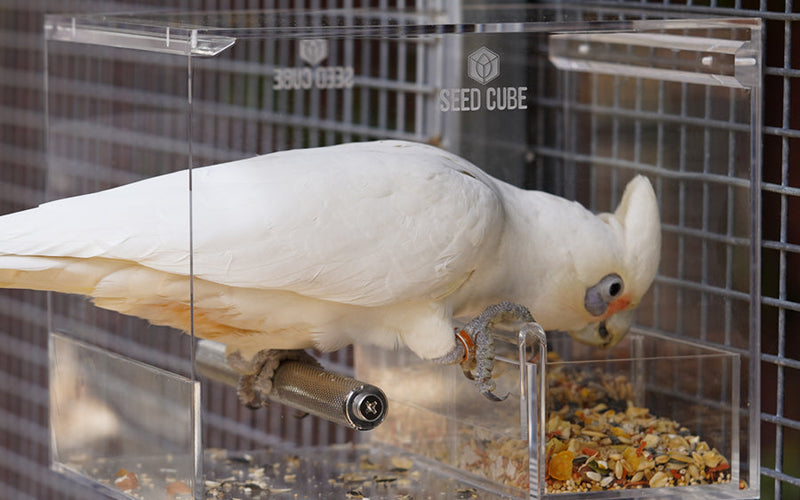 Corella close up, the Australian cockatoo suited to a Large Seed Cube no-mess feeder