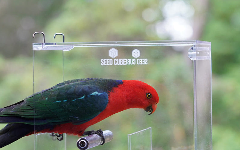 Male Australian king parrot with a red head, the subject of this king parrot diet guide