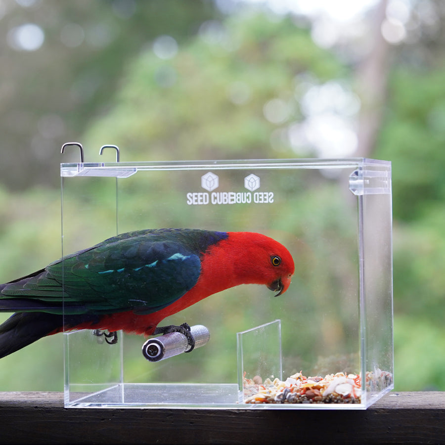 Male Australian king parrot with a red head, the subject of this king parrot diet guide