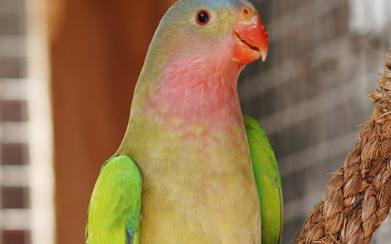 Princess parrot portrait, a small Australian desert parrot suited to a Seed Cube no-mess feeder