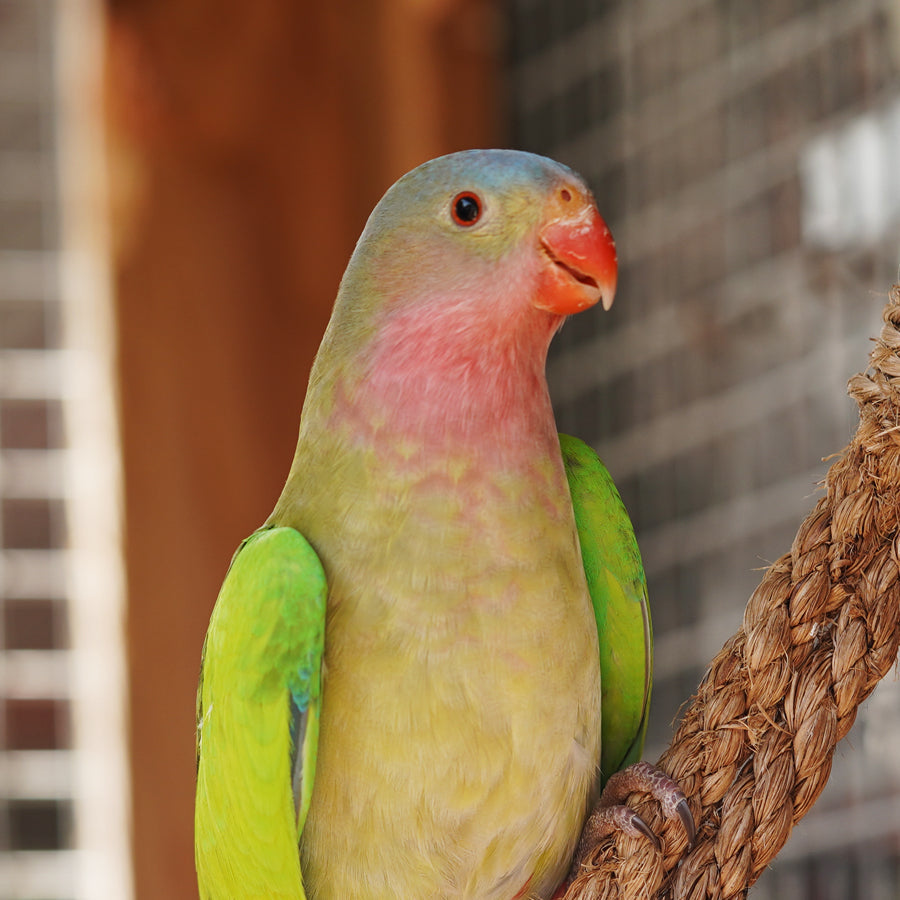 Princess parrot portrait, a small Australian desert parrot suited to a Seed Cube no-mess feeder