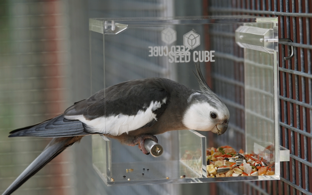 The Best No Mess Bird Feeder for 2025: Real Results, Cleaner Cages