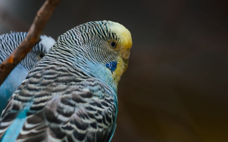 Blue budgerigar perched, close up