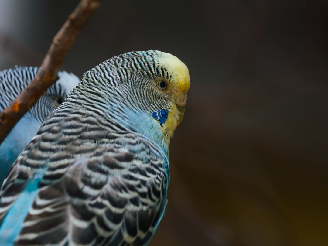 Blue budgerigar perched, close up