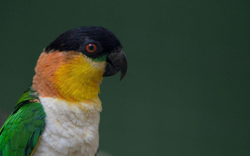 Black-headed caique portrait, what to feed a caique diet guide