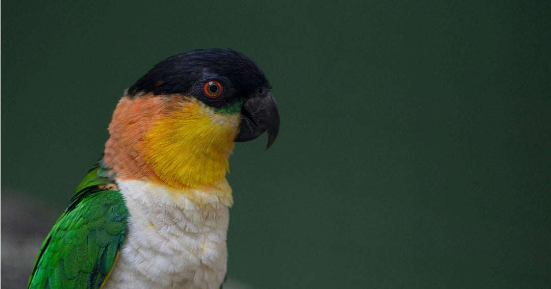 Black-headed caique portrait, what to feed a caique diet guide