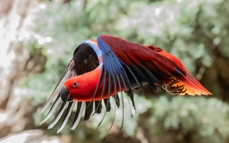 What to Feed an Eclectus: A Complete Diet Guide