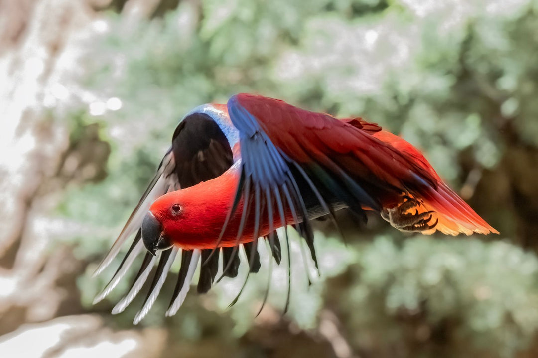 Can Eclectus Eat Nuts and Seeds? An Eclectus Diet Guide