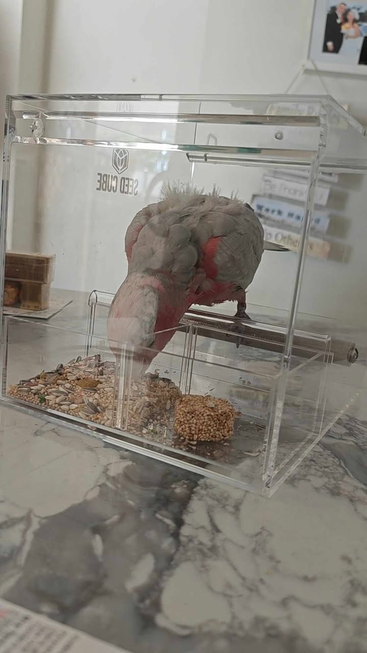 Galah eating seed in a Seed Cube no-mess feeder