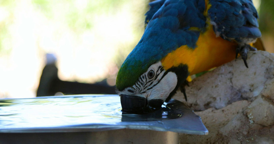 Blue and gold macaw drinking from a metal water trough in the shade