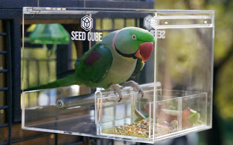 Green Alexandrine parrot feeding at a Large Seed Cube no-mess feeder