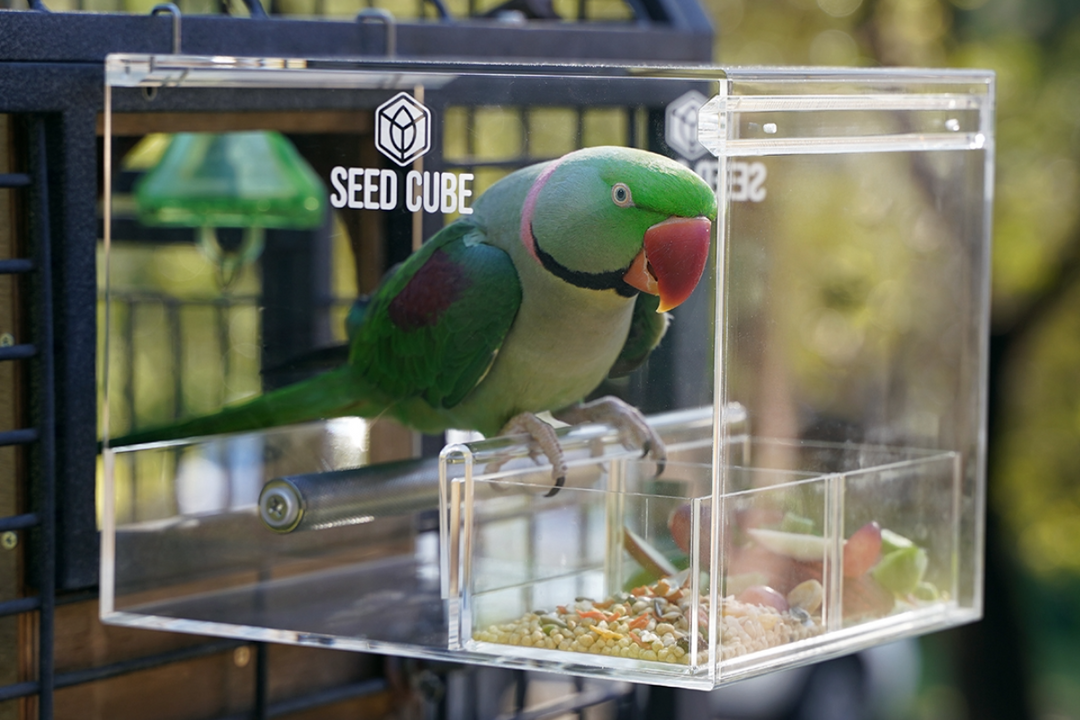 Green Alexandrine parrot feeding at a Large Seed Cube no-mess feeder