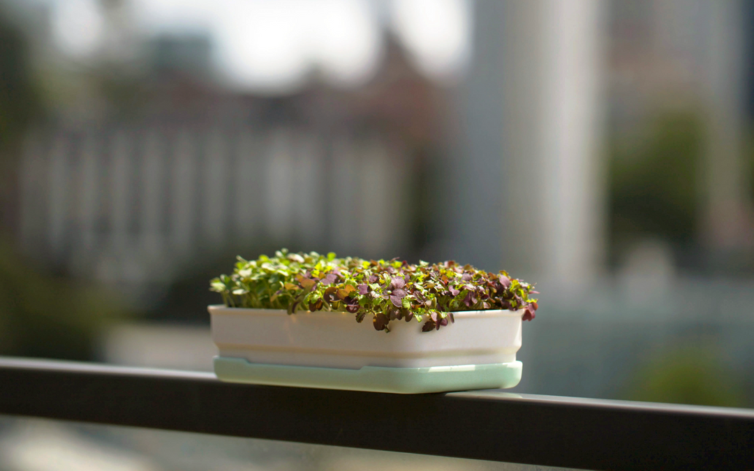 How To Grow Microgreens at Home in 7–14 Days