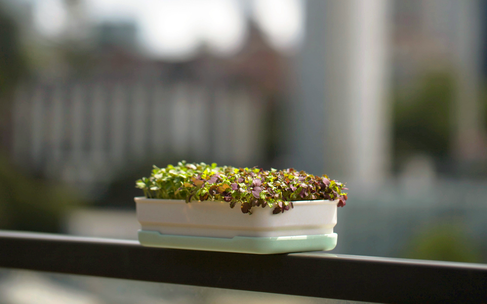 How To Grow Microgreens at Home in 7–14 Days